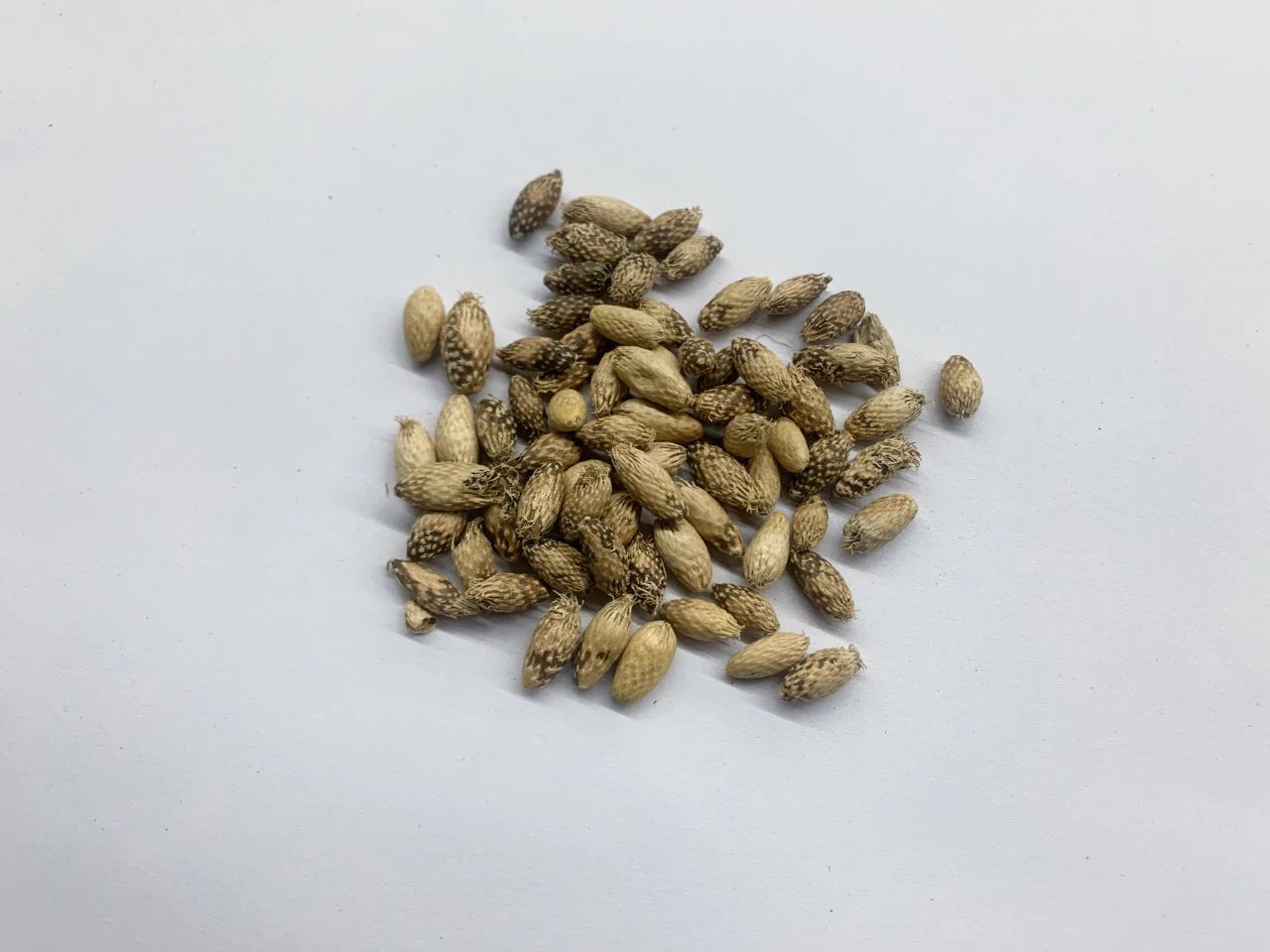 普菲德專(zhuān)題產(chǎn)品推薦-蒼耳子系列